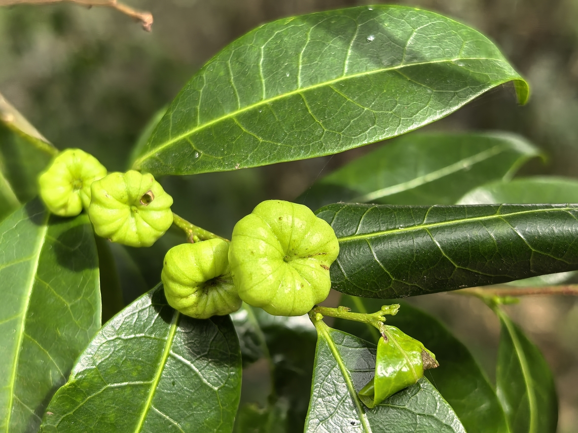 Cheese Tree - Glochidion ferdinandi  Australia,Cheese Tree,Fruit,Glochidion ferdinandi,New South Wales,Plant,Sydney