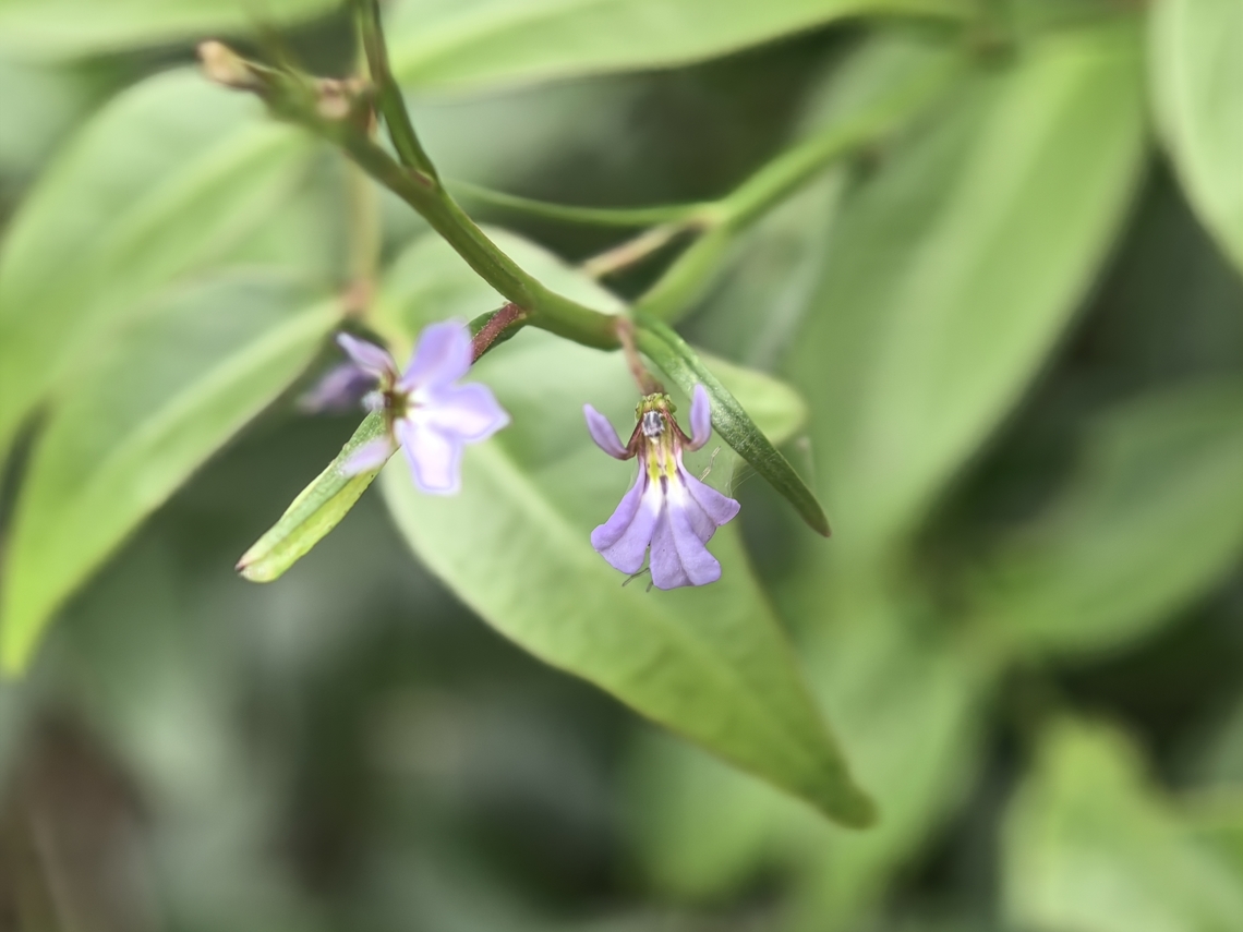 Punakuru - Lobelia anceps  Australia,Flower,Lobelia anceps,New South Wales,Plant,Punakuru,Sydney