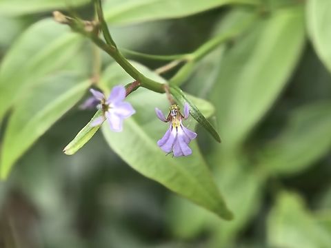 Punakuru - Lobelia anceps  Australia,Flower,Lobelia anceps,New South Wales,Plant,Punakuru,Sydney