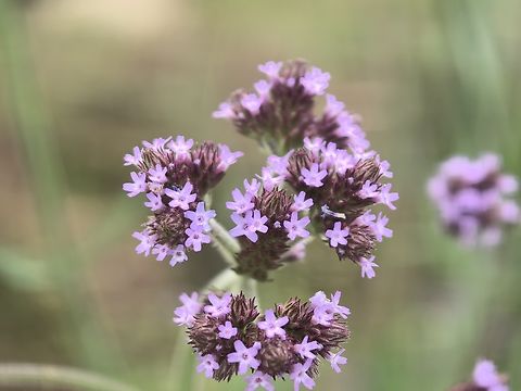 Purpletop Vervain - Verbena bonariensis  Australia,Flower,New South Wales,Plant,Purpletop Vervain,Sydney,Verbena bonariensis