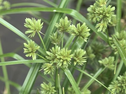 Tall Flatsedge - Cyperus eragrostis  Australia,Cyperus eragrostis,Flatsedge,Grass,New South Wales,Plant,Sydney,Tall Flatsedge