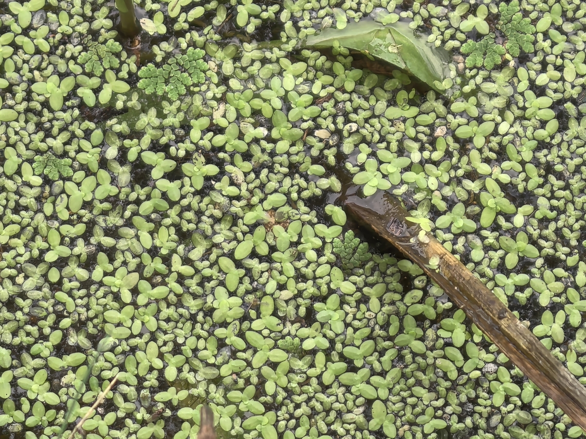 Dotted Duckweed - Landoltia punctata  Australia,Dotted Duckweed,Duckweet,New South Wales,Plant,Spirodela punctata,Sydney