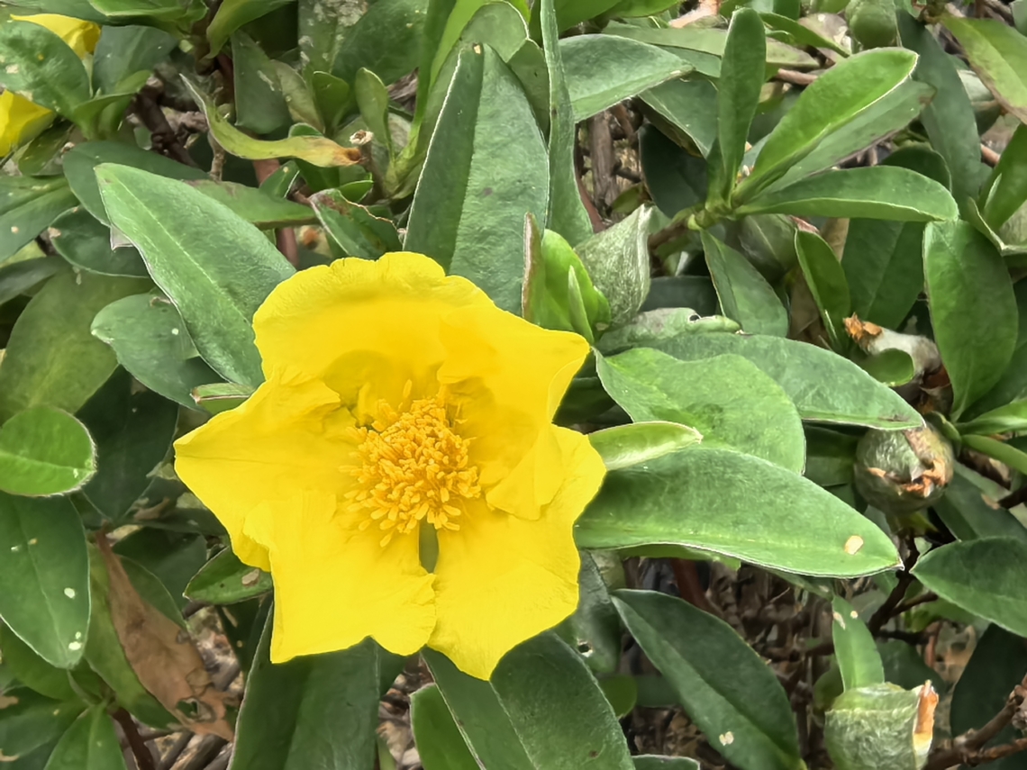 Climbing Guinea Flower - Hibbertia scandens  Australia,Climbing Guinea Flower,Flower,Guinea Flower,Hibbertia scandens,New South Wales,Plant,Sydney