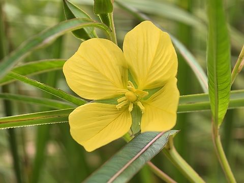 Longleaf Primrose-Willow - Ludwigia longifolia  Australia,Flower,Longleaf Primrose-Willow,Ludwigia longifolia,New South Wales,Plant,Primrose-Willow,Sydney
