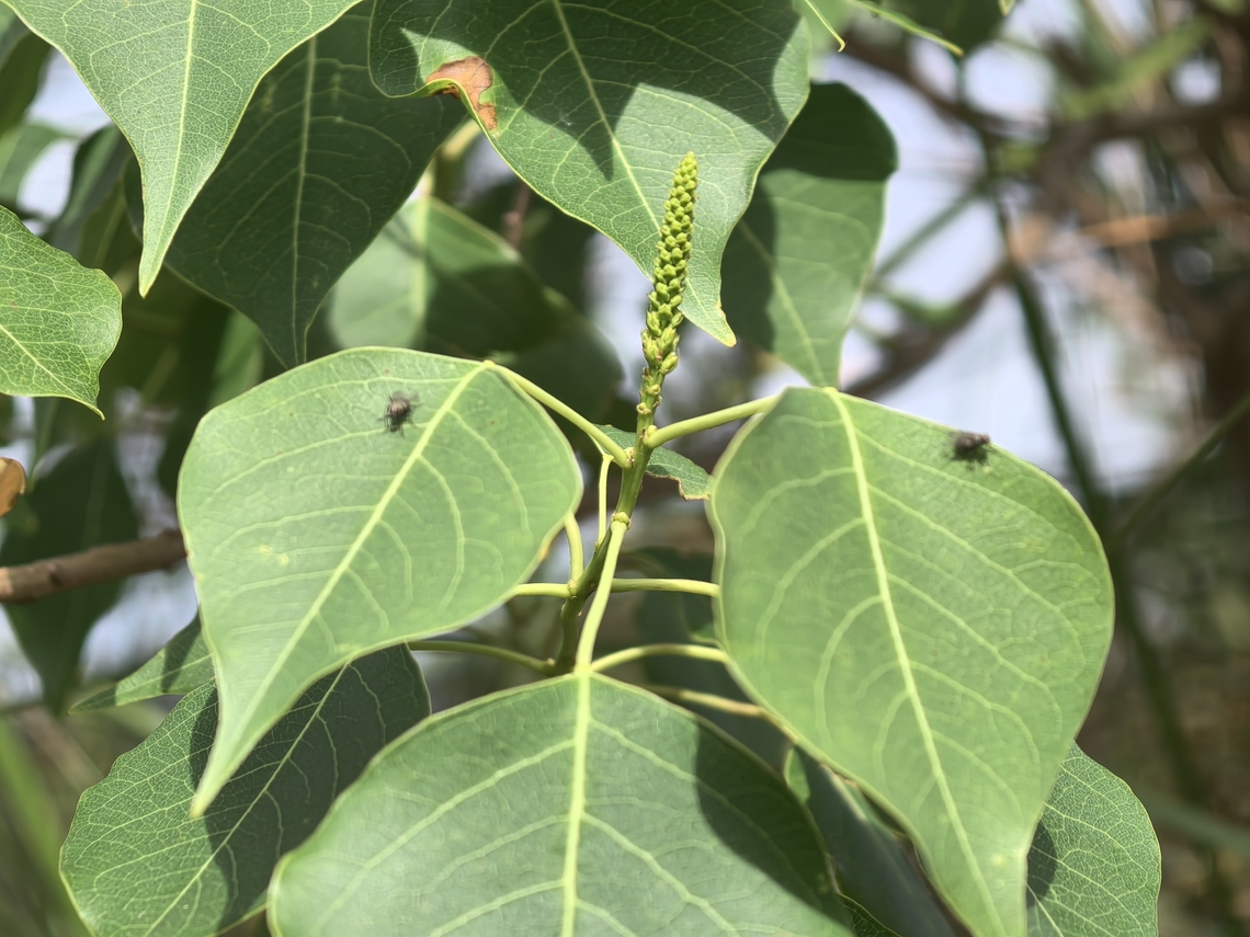 Chinese Tallow - Triadica sebifera  Australia,Chinese Tallow,New South Wales,Plant,Sydney,Triadica sebifera