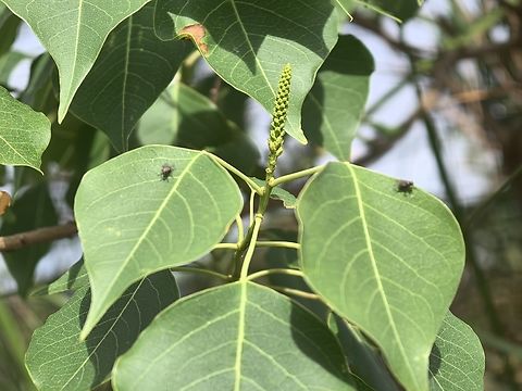 Chinese Tallow - Triadica sebifera  Australia,Chinese Tallow,New South Wales,Plant,Sydney,Triadica sebifera