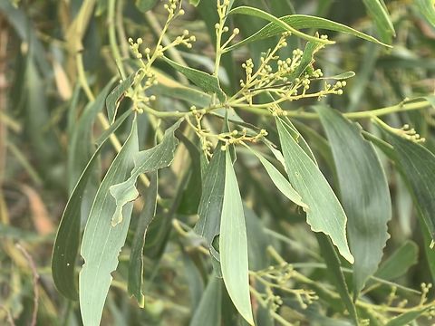 Lightwood - Acacia implexa  Acacia implexa,Australia,Flower,Lightwood,New South Wales,Plant,Sydney