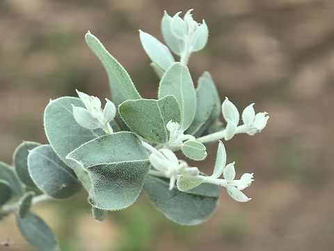 Queensland Silver Wattle - Acacia podalyriifolia  Acacia podalyriifolia,Australia,New South Wales,Plant,Queensland Silver Wattle,Silver Wattle,Sydney,Wattle