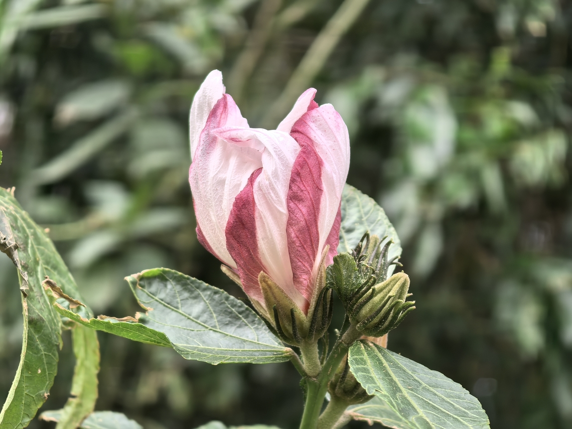 Rosella - Hibiscus heterophyllus  Australia,Flower,Hibiscus heterophyllus,New South Wales,Plant,Rosella,Sydney