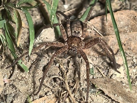 Jungle Huntsman Spider - Heteropoda jugulans  Australia,Heteropoda jugulans,Huntsman Spider,Jungle Huntsman Spider,New South Wales,Spider,Sydney
