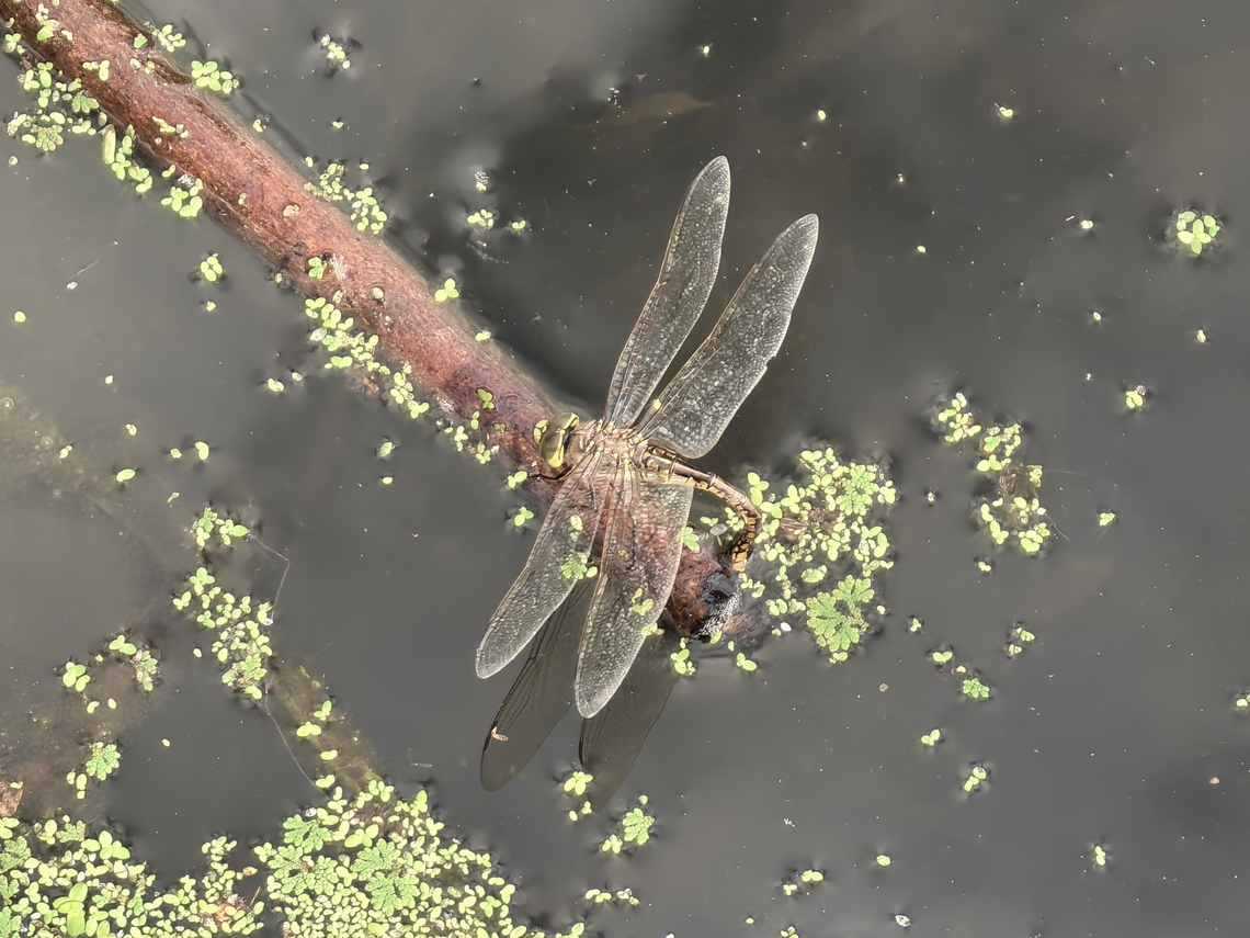 Papuan Emperor - Anax papuensis  Anax papuensis,Australia,Dragonfly,New South Wales,Papuan Emperor,Sydney