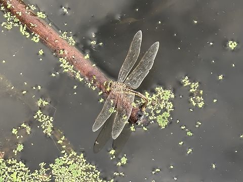 Papuan Emperor - Anax papuensis  Anax papuensis,Australia,Dragonfly,New South Wales,Papuan Emperor,Sydney