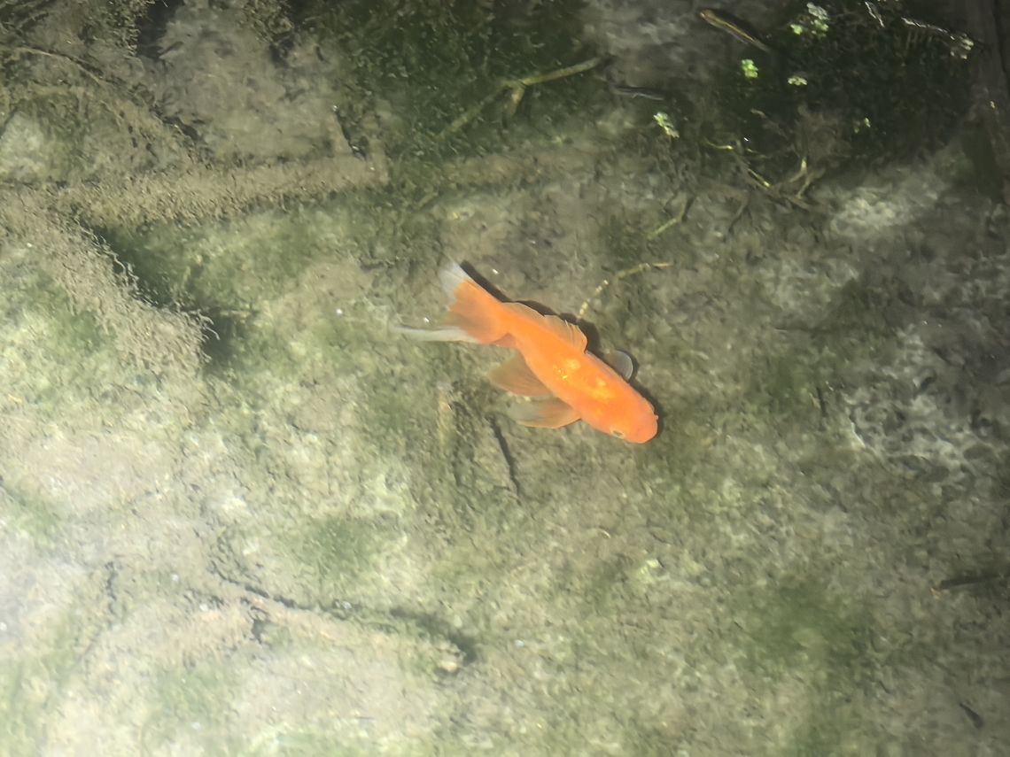 Goldfish - Carassius auratus  Australia,Carassius auratus,Fish,Goldfish,New South Wales,Sydney
