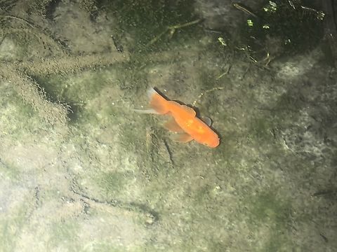 Goldfish - Carassius auratus  Australia,Carassius auratus,Fish,Goldfish,New South Wales,Sydney