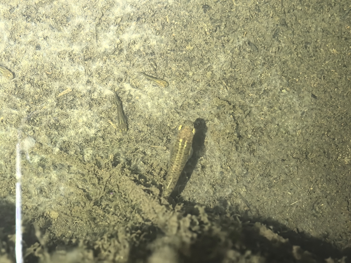 Eastern Mosquitofish - Gambusia holbrooki  Australia,Eastern Mosquitofish,Fish,Gambusia holbrooki,Mosquitofish,New South Wales,Sydney