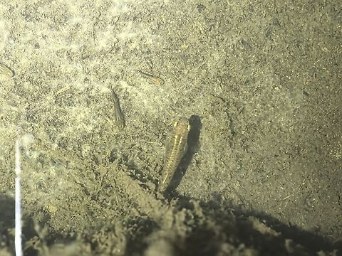 Eastern Mosquitofish - Gambusia holbrooki  Australia,Eastern Mosquitofish,Fish,Gambusia holbrooki,Mosquitofish,New South Wales,Sydney