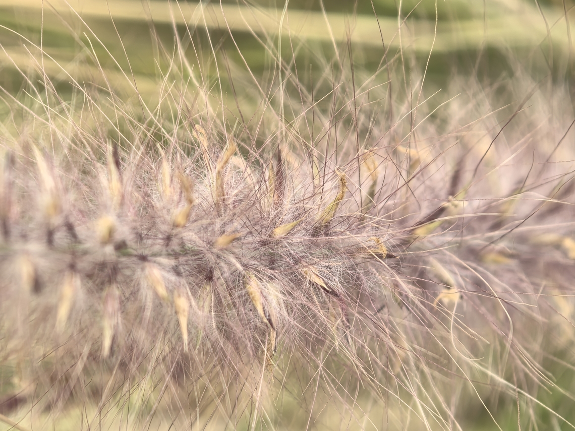 Foutain Grass - Cenchrus setaceus  Australia,Cenchrus setaceus,Fountain Grass,Grass,New South Wales,Sydney