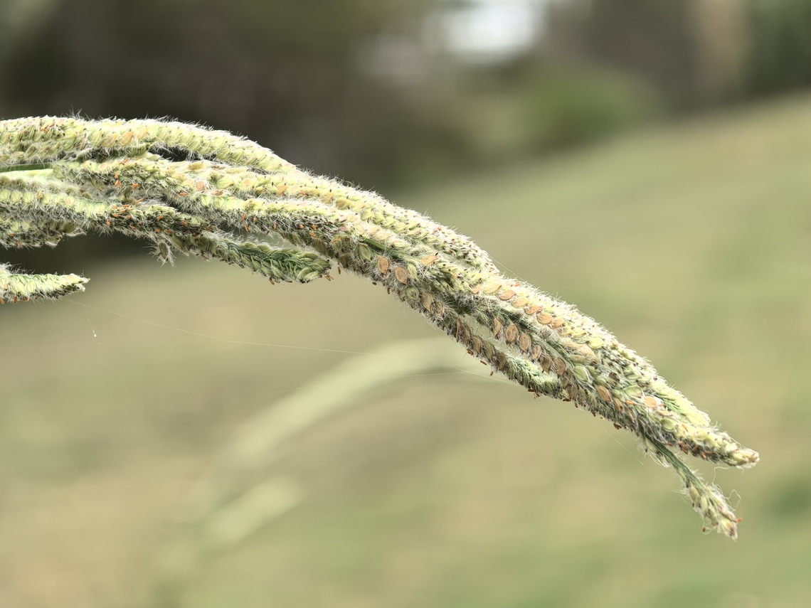 Vasey Grass - Paspalum urvillei  Australia,Grass,New South Wales,Paspalum urvillei,Sydney,Vasey Grass