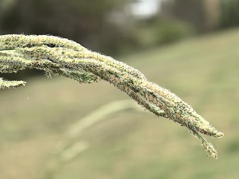 Vasey Grass - Paspalum urvillei  Australia,Grass,New South Wales,Paspalum urvillei,Sydney,Vasey Grass