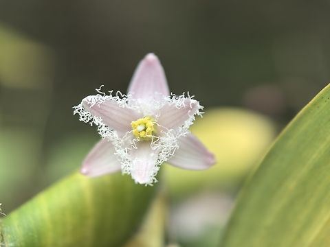 Wombat Berry - Eustrephus latifolius  Australia,Berry,Eustrephus latifolius,Flower,New South Wales,Plant,Sydney,Wombat Berry