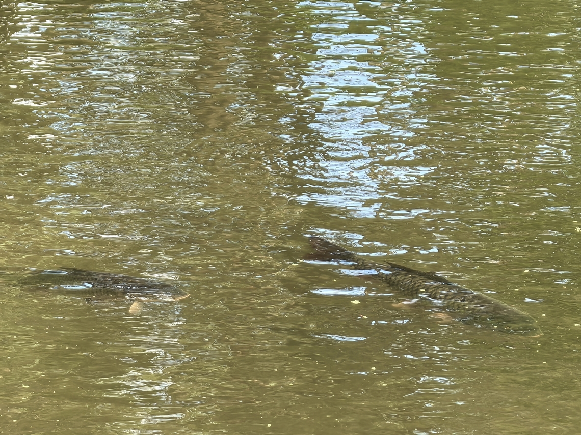 European Carp - Cyprinus carpio  Australia,Carp,Cyprinus carpio,European Carp,Fish,New South Wales,Sydney