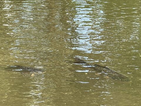European Carp - Cyprinus carpio  Australia,Carp,Cyprinus carpio,European Carp,Fish,New South Wales,Sydney