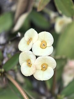 Crown-of-Thorns - Euphorbia milii  Australia,Crown-of-Thorns,Euphorbia milii,Flower,New South Wales,Plant,Sydney