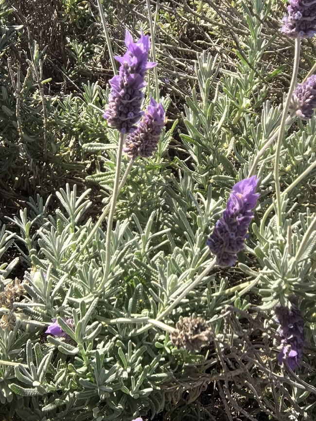 French Lavender - Lavandula dentata  Adelaide,Australia,Flower,French Lavender,Lavandula dentata,Lavender,Plant,South Australia