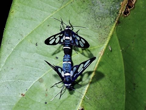 Wasp Moth - Amata derivata  Amata derivata,Malaysia,Moth,Sarawak,Wasp Moth