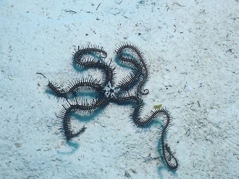 Janus' Brittle Star - Ophiomastix janualis  Brittle Star,Janus' Brittle Star,Mabul,Malaysia,Ophiomastix janualis,Sabah