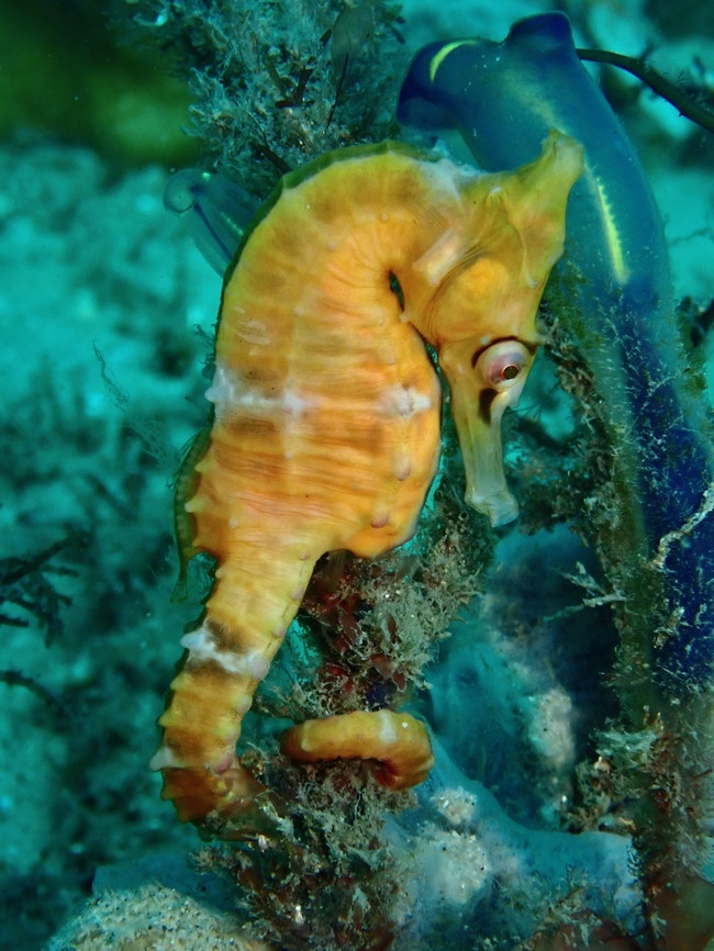 Seen at Seahorse Hotel White&#039;s Seahorse - Hippocampus whitei is endemic to Australia and listed as Endangered under IUCN.<br />
<br />
Conservation works at certain dive sites including installing artificial reefs that encourage growth of sea sponges that this Seahorses like to hang out at, and this section of the dive site is called Seahorse Hotel! Australia,Fish,Hippocampus whitei,New Holland Seahorse,New South Wales,Seahorse,Sydney,White's Seahorse