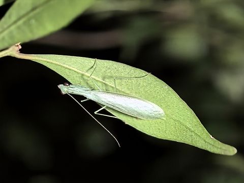 Snake Mantis - Kongobatha diademata  Australia,Kongobatha diademata,Mantis,New South Wales,Praying Mantis,Snake Mantis,Sydney