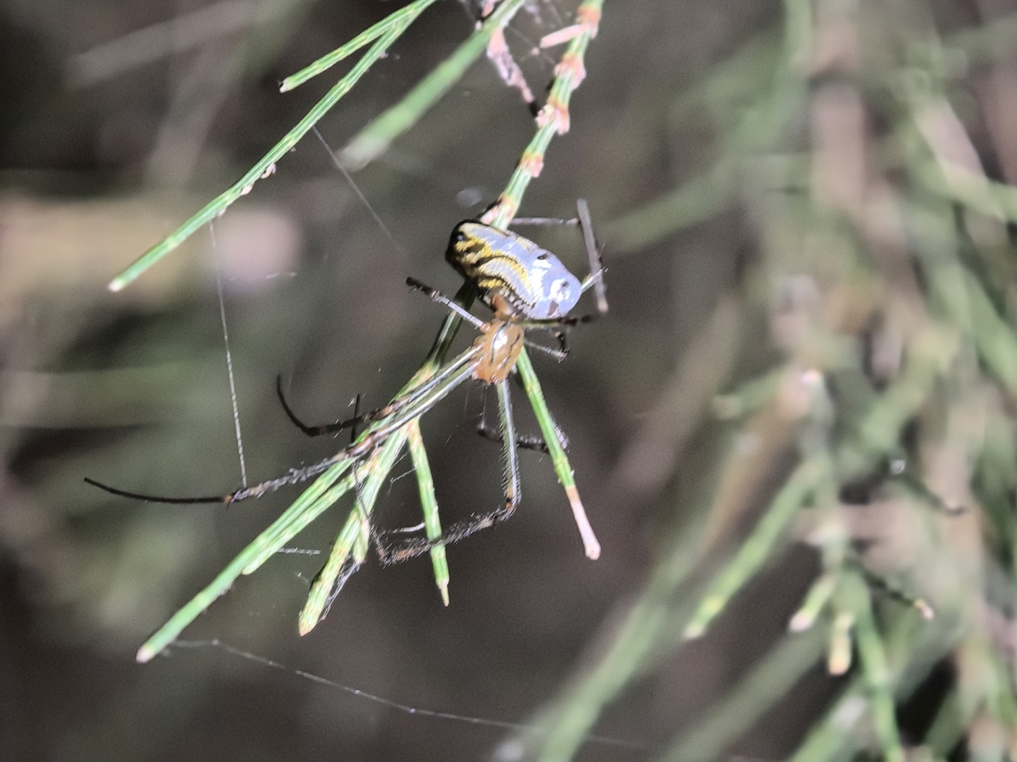 Silver Orb Spider - Leucauge dromedaria  Australia,Leucauge dromedaria,New South Wales,Orb Spider,Silver Orb Spider,Spider,Sydney