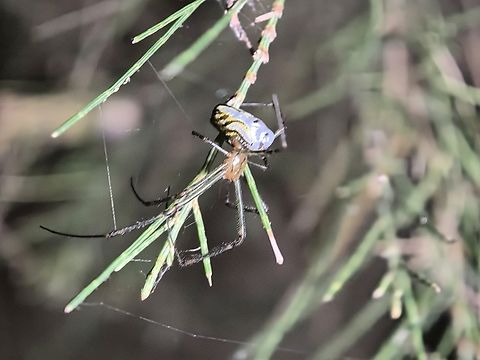 Silver Orb Spider - Leucauge dromedaria  Australia,Leucauge dromedaria,New South Wales,Orb Spider,Silver Orb Spider,Spider,Sydney