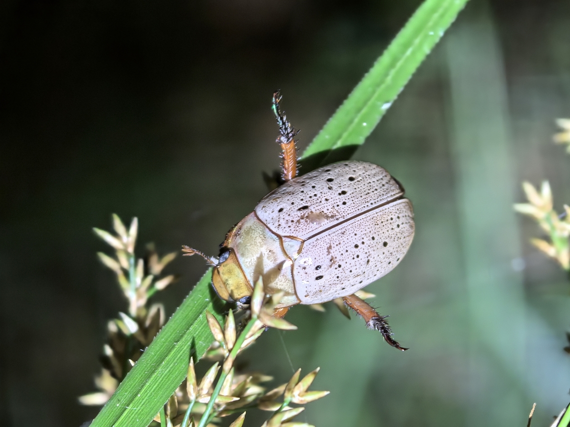 Christmas Beetle - Anoplognathus porosus  Anoplognathus porosus,Australia,Beetle,Christmas Beetle,New South Wales,Sydney,Washerwoman