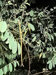 Margin-Winged Stick Insect - Ctenomorpha marginipennis  Australia,Ctenomorpha marginipennis,Margin-Winged Stick Insect,New South Wales,Phasmatodea,Phasmid,Phasmida,Stick Insect,Sydney