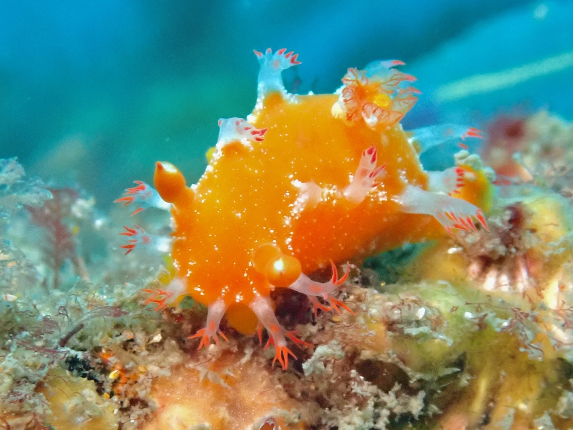 Rare Beauty Nudibranch - Kaloplocamus acutus Australia,Kaloplocamus acutus,Nelson Bay,New South Wales,Nudibranch