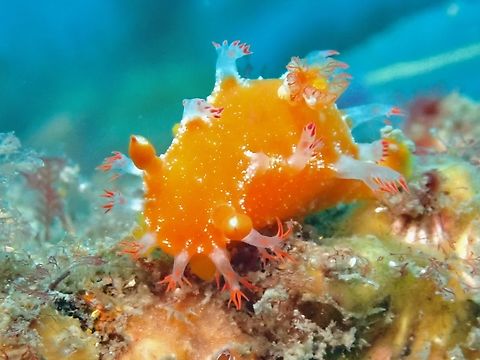 Rare Beauty Nudibranch - Kaloplocamus acutus Australia,Kaloplocamus acutus,Nelson Bay,New South Wales,Nudibranch