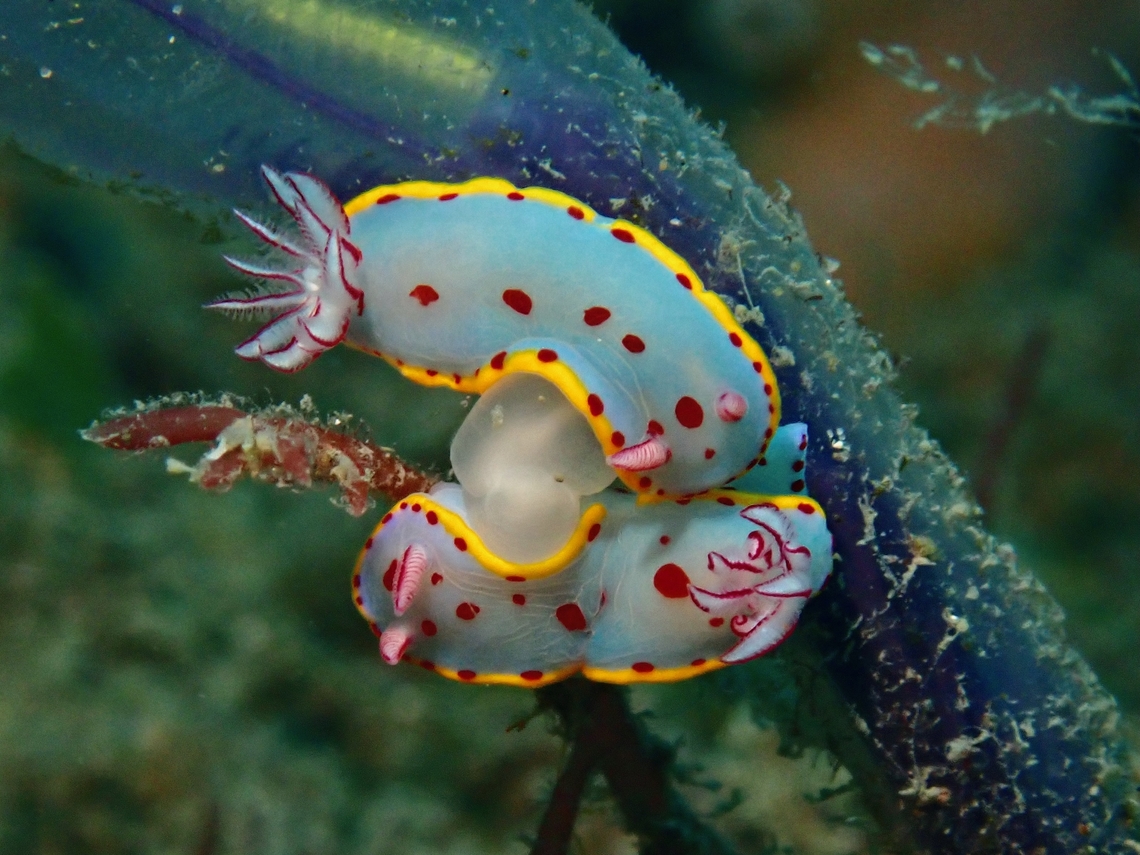 Creating future generations Bennett&#039;s Hypselodoris - Hypselodoris bennetti Australia,Bennett's Hypselodoris,Hypselodoris bennetti,Nelson Bay,New South Wales,Nudibranch