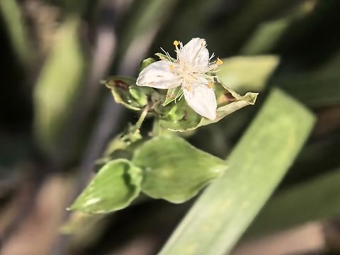 Small-Leaf Spiderwort - Tradescantia fluminensis  Australia,Flower,New South Wales,Plant,Small-Leaf Spiderwort,Tradescantia fluminensis