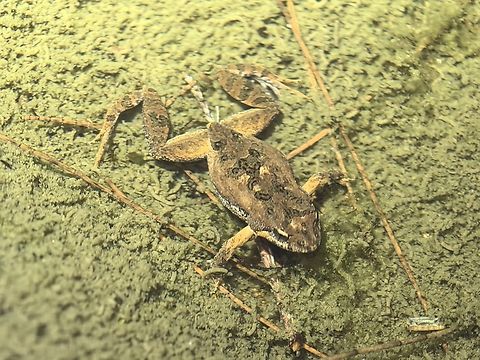 Common Eastern Froglet - Crinia signifera  Australias,Common Eastern Froglet,Crinia signifera,Eastern Froglet,Frog,Froglet,Land Cove,New South Wales
