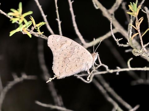 Meadow Argus - Junonia villida  Australia,Butterfly,Junonia villida,Land Cove,Meadow Argus,New South Wales