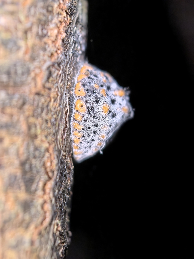 Giant Scale Insect - Icerya acaciae  Australia,Giant Scale Insect,Icerya acaciae,Land Cove,New South Wales,Scale Insect