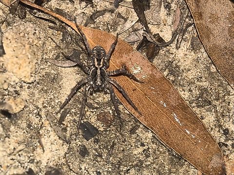 Variable Wolf Spider - Venator spenceri  Australia,Land Cove,New South Wales,Spider,Variable Wolf Spider,Venator spenceri,Wolf Spider