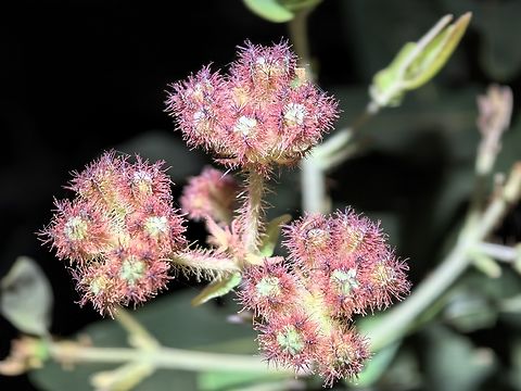 Dwarf Apple - Angophora hispida  Angophora hispida,Australia,Dwarf Apple,Flower,Land Cove,New South Wales,Plant