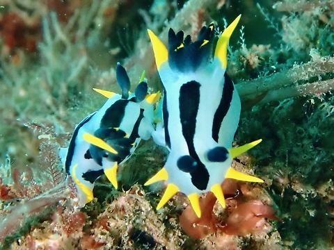 Crowning Next Generation Crowned Nudibranch - Polycera capensis Australia,Crowned nudibranch,Nelson Bay,New South Wales,Nudibranch,Polycera capensis