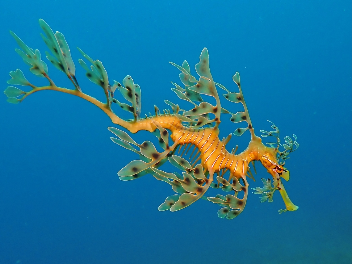 Perfect Queen Dragon A beautiful female Leafy Seadragon still with all her leafy appendages perfectly intact. Adelaide,Australia,Fish,Leafy Seadragon,Phycodurus eques,Seadragon,South Australia