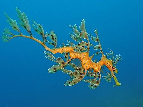 Perfect Queen Dragon A beautiful female Leafy Seadragon still with all her leafy appendages perfectly intact. Adelaide,Australia,Fish,Leafy Seadragon,Phycodurus eques,Seadragon,South Australia
