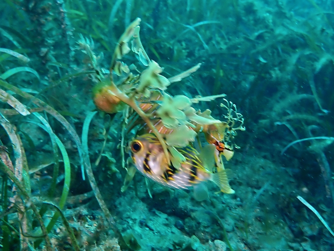 Hiding A Globefish/Porcupinefish - Diodon nicthemerus, trying to hide under Leafy Seadragon. Adelaide,Australia,Diodon nichthemerus,Fish,Globefish,Porcupinefish,South Australia