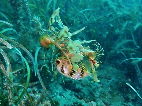 Hiding A Globefish/Porcupinefish - Diodon nicthemerus, trying to hide under Leafy Seadragon. Adelaide,Australia,Diodon nichthemerus,Fish,Globefish,Porcupinefish,South Australia